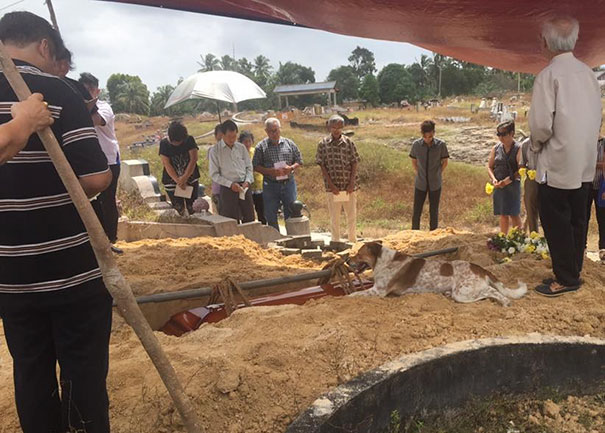 dog-follows-funeral-procession-bobby-malaysia-4