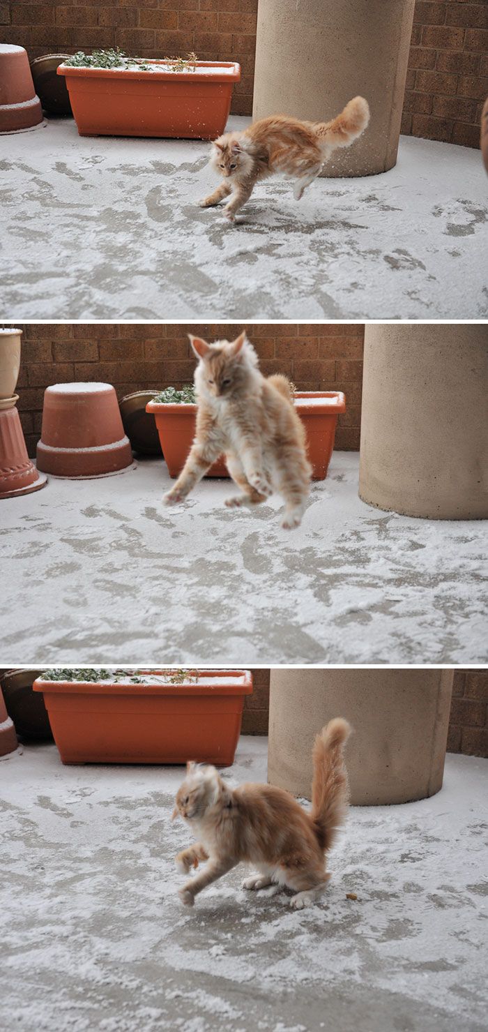 рыжий кот ступает по снегу