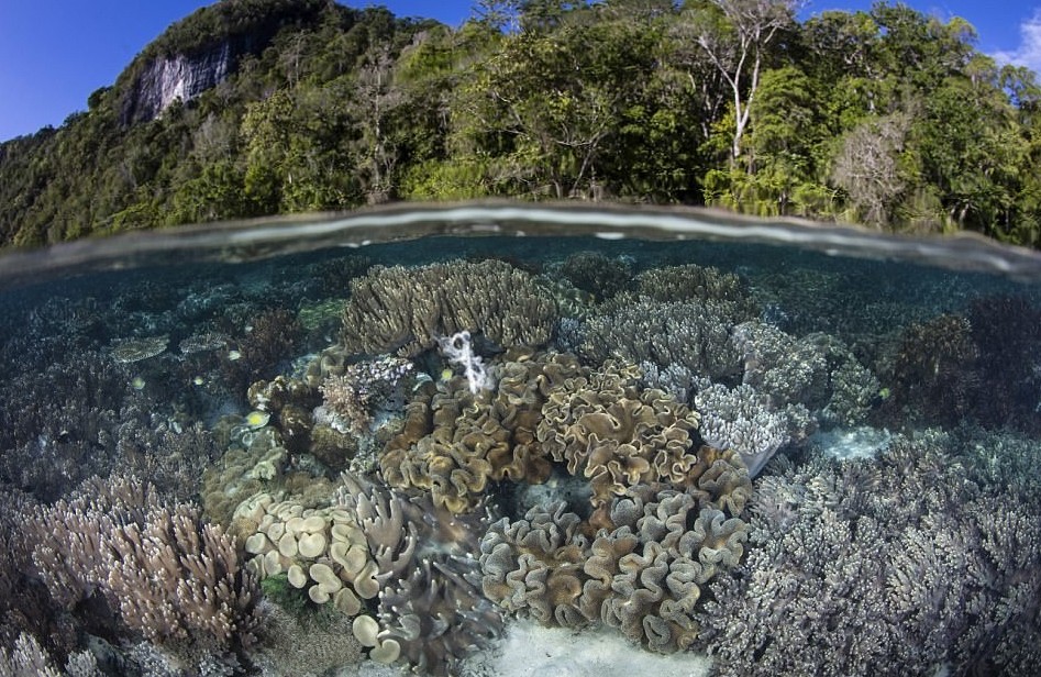 Индонезия: джунгли под солнцем и джунгли под водой граница воды и воздуха, красота, мир под водой, необычный ракурс, оригинально, подводные обитатели, природа, фото