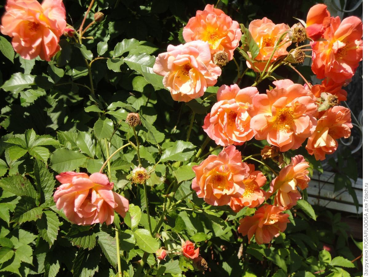Вестерленд роза осенняя обрезка