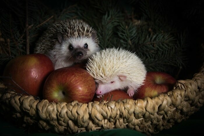 8. Ёжик альбиносы, животные, красота, окрас, цвет