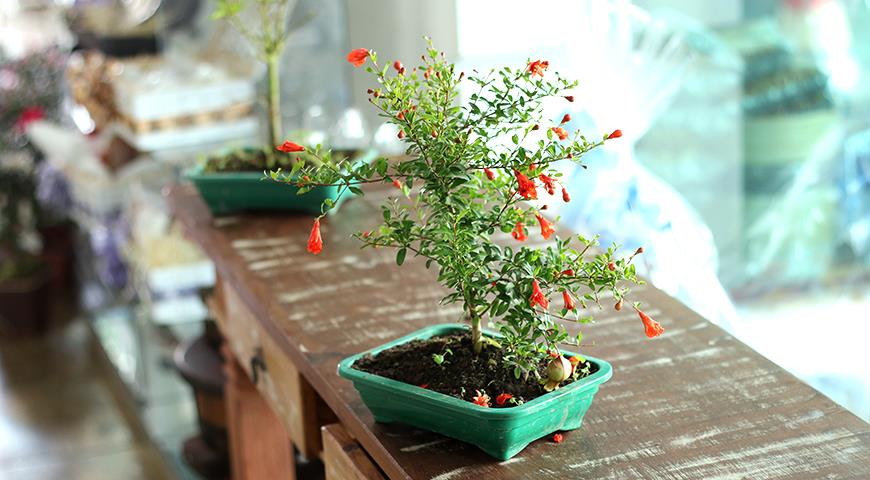 Красивоцветущие комнатные растения для южных окон: полный список комнатные растения,цветоводство
