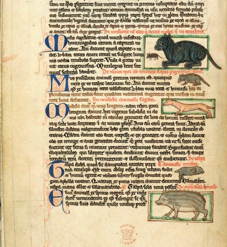 Кошки в Средние века Кошки в Средние века история