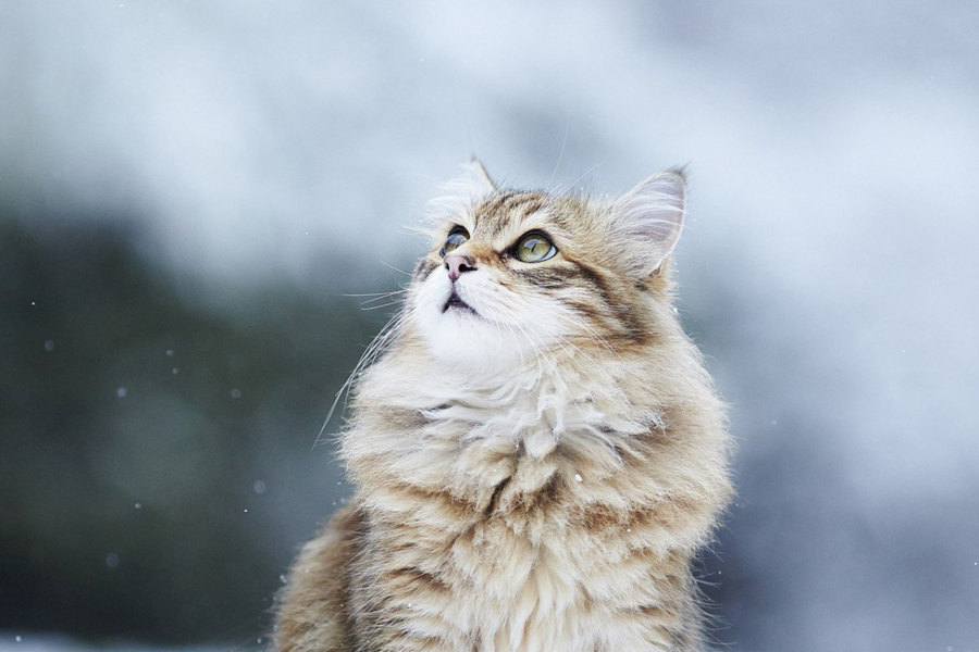 10 самых дорогих пород кошек в мире: можно только смотреть