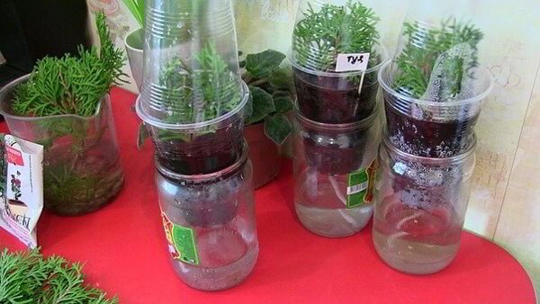 Вот как просто вырастить тую из черенка очумелые ручки,советы