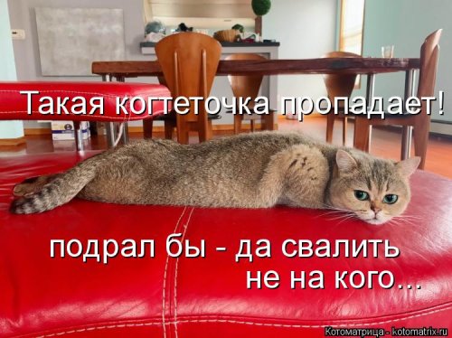 Новая котоматрица на выходные Новая котоматрица на выходные