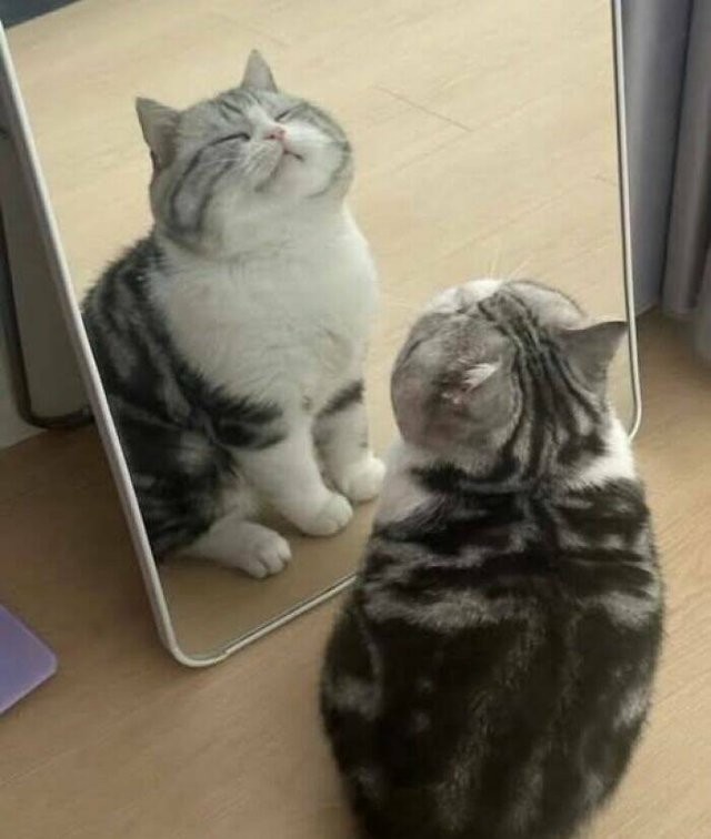 Прикольные картинки и мемы для любителей кошек  