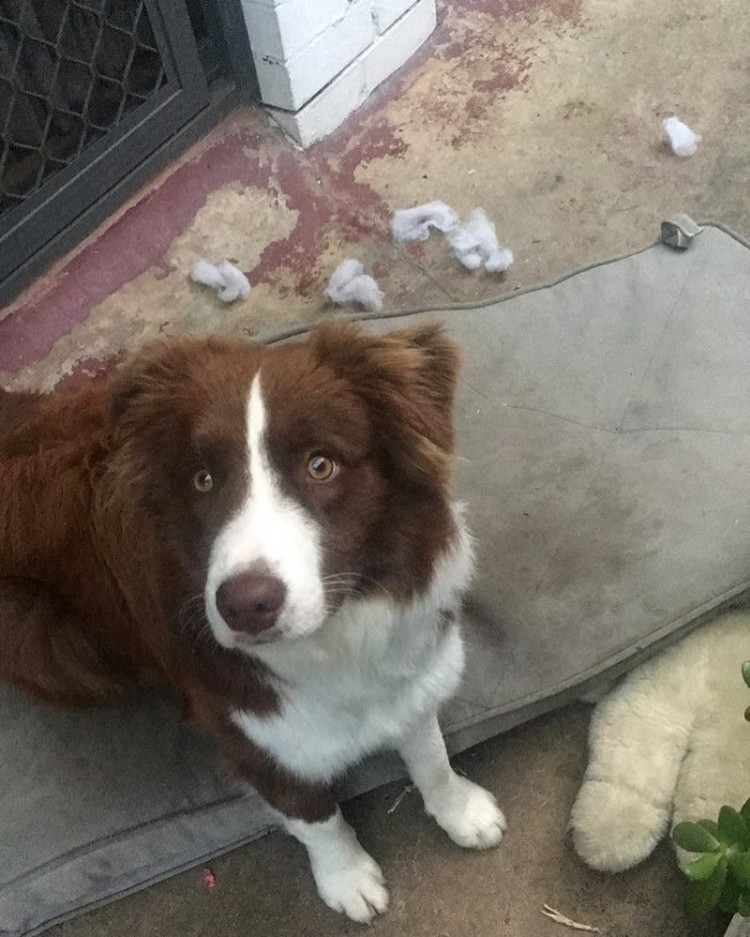 25 прелестных собак, которые очень сильно извиняются 25 прелестных собак, которые очень сильно извиняются