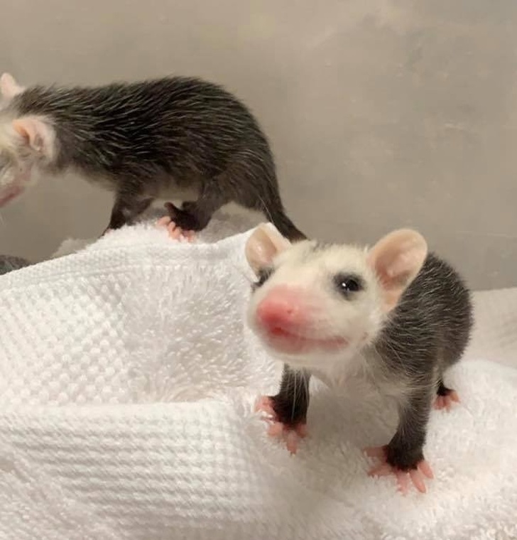 25 диких животных и птиц, которых мы не видели малышами даже по телевизору 25 диких животных и птиц, которых мы не видели малышами даже по телевизору животные,интересное,фотография