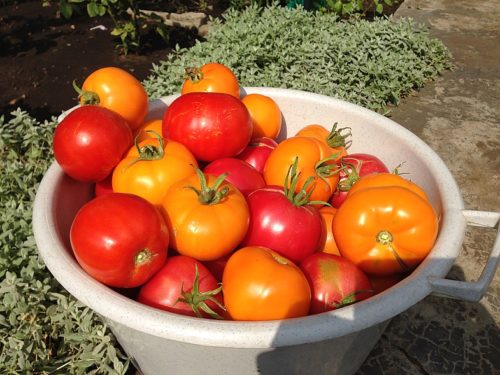 Соседи удивляются, зачем я подкармливаю помидоры томатной пастой – а это проверенный годами метод