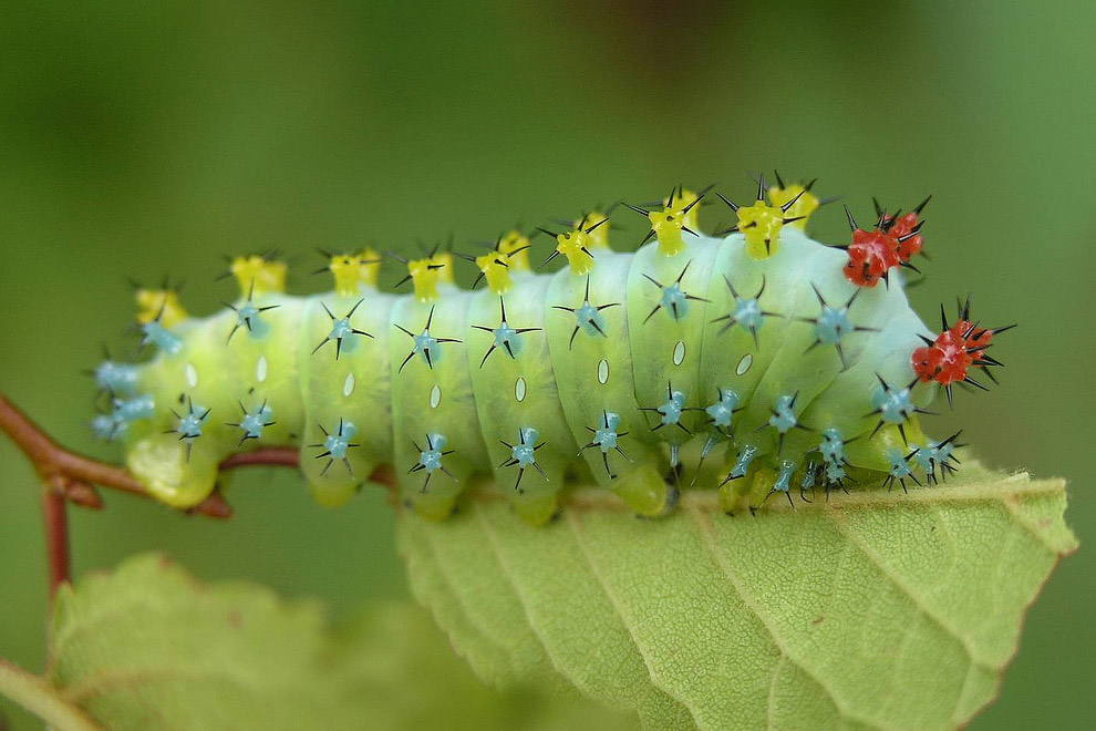 Павлиноглазка цекропия Hyalophora cecropia