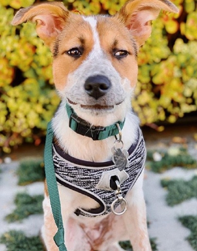 Собака сидит