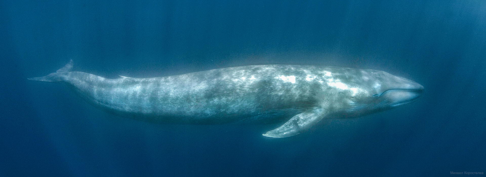 Самое крупное современное животное синий кит. Синий кит 33 метра. Голубой кит. Кит 200 тонн. Интересные факты о синем ките.