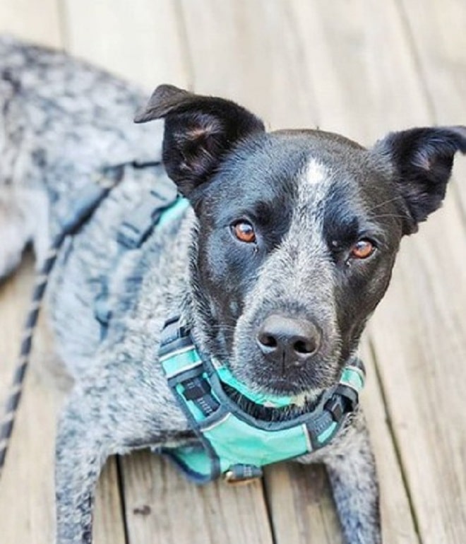 Собака лежит