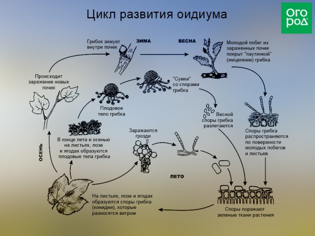 Цикл развития оидиума