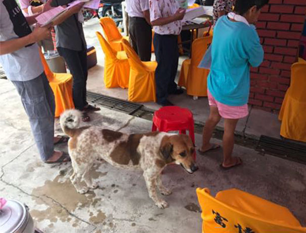 dog-follows-funeral-procession-bobby-malaysia-12