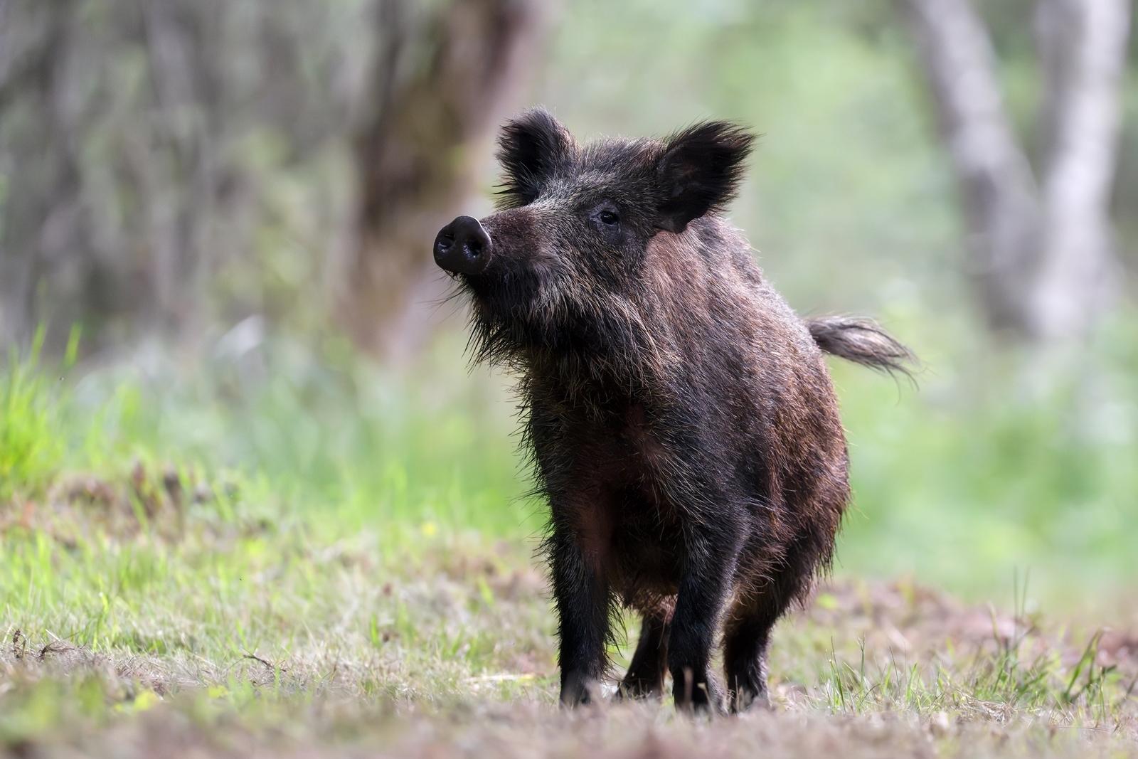 25 самых милых фотографий животных в дикой природе ShutterstockFotodomruфото, ктото, Bachkova, посмотрите, Piotr, марта, только, дикой, NataliaShutterstockFotodomruфото, KrzeslakShutterstockFotodomruфото, важной, удивленно, выглядывает, Только, укрытия, сладко, рядом, неловко, кувыркается, траве