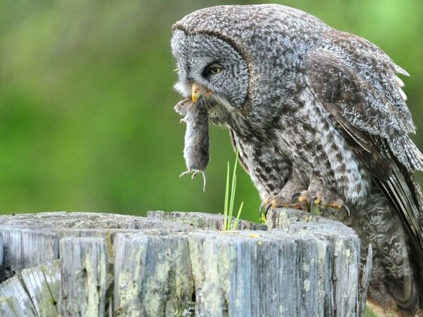 Я решила завести Сову-сплюшку Я решила завести Сову-сплюшку