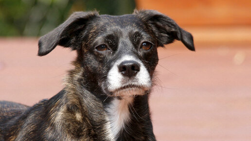 Счастливый случай