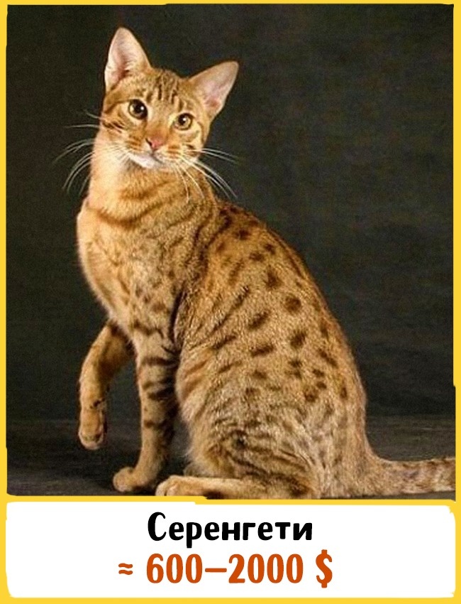 19 шикарных кошек, которые стоят целое состояние