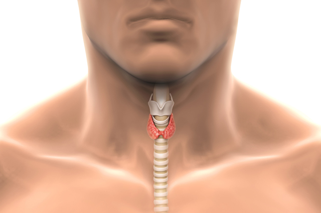 Щитовидная железа: симптомы гипотиреоза и гипертиреоза здоровье,щитовидная железа,эндокринная система