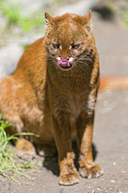 Ягуарунди (Puma Yagouaroundi) - это дикая малая кошка из рода пум, и никаких пятен у нее нет и в помине. 01