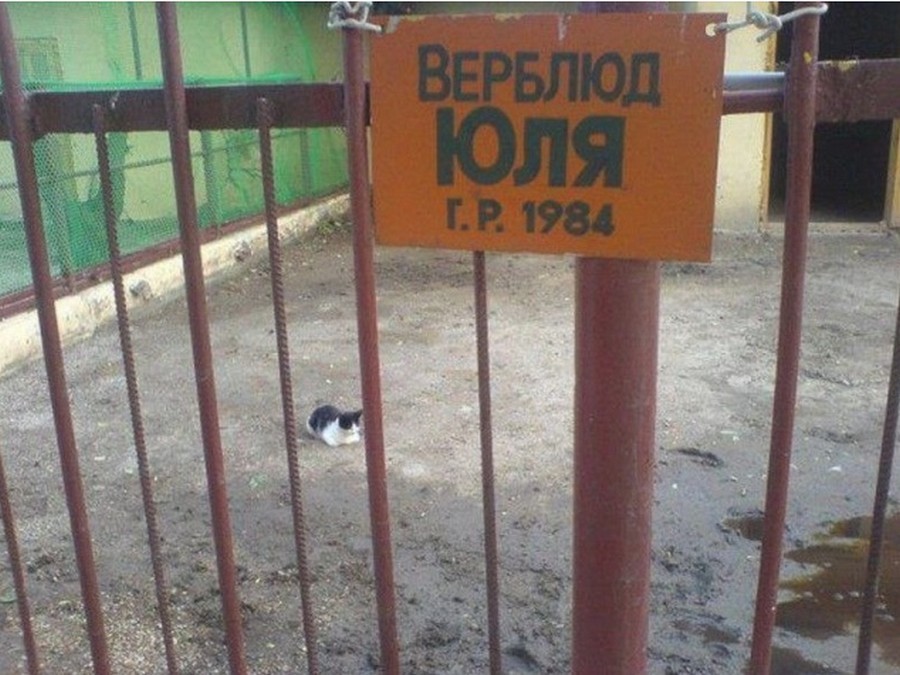 Подборка интересных и веселых картинок №63 Подборка интересных и веселых картинок №63 отдых