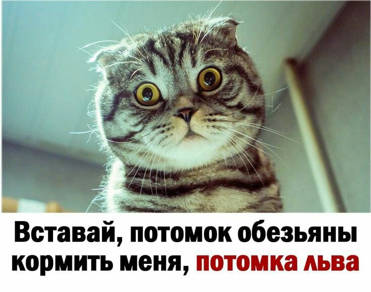 Юмор из интернета 624 Юмор из интернета 624 веселье,позитив,смех,улыбки,юмор