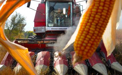 Безумные новости «незалэжной»: «Мы разрешим употреблять каннабис, из кукурузы ток произведем!»