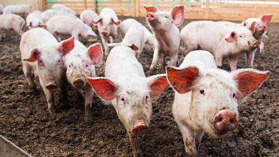Китайская свиноводческая компания построит крупнейшую в мире свиноферму