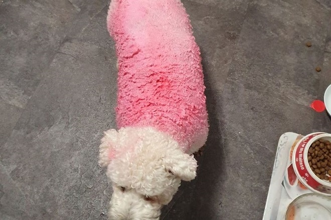 Собака с розовой спинкой