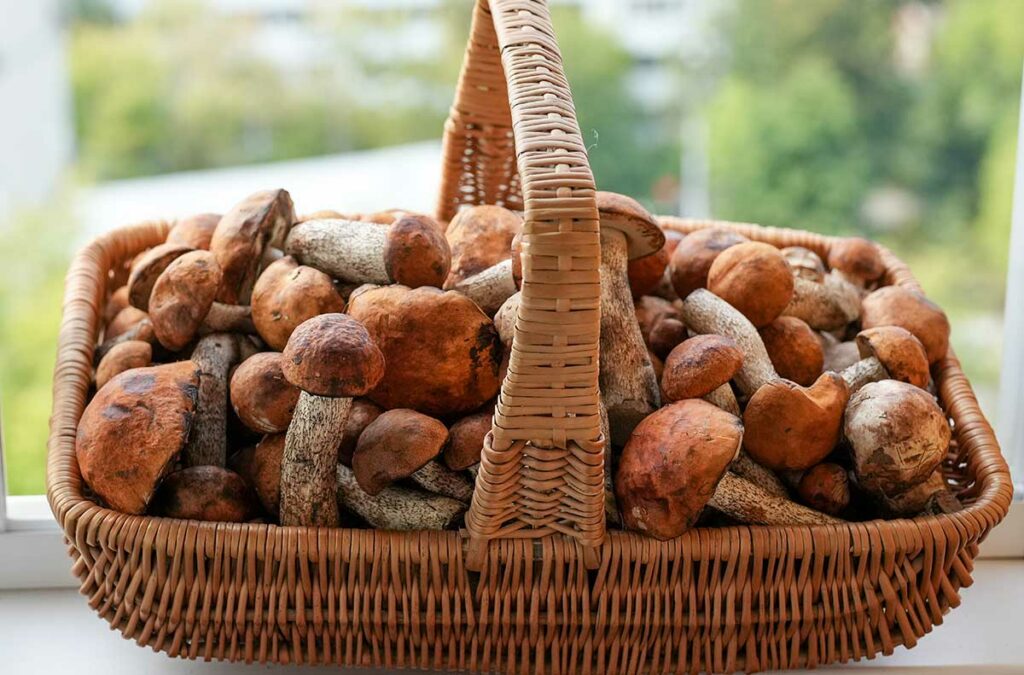 Собирать грибы и не отравиться: правила «тихой охоты», которые стоит знать всем