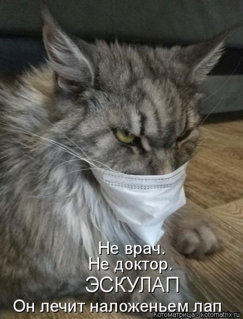 Новая котоматрица 