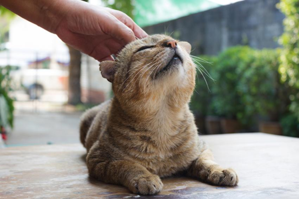 Кошки. Весёлые и смешные картинки,супер