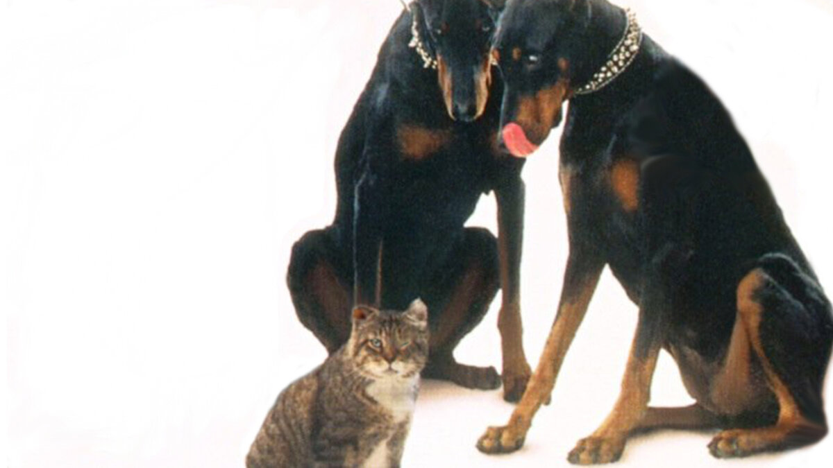 Тогда я уйду вместе с ним! 