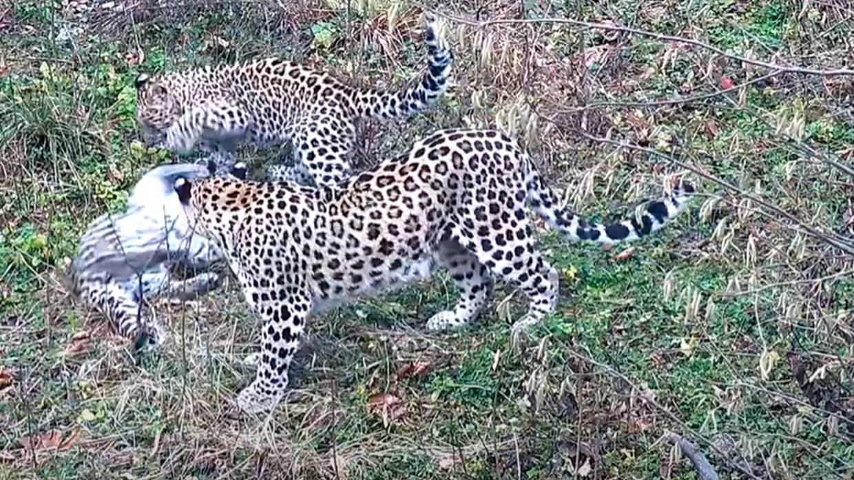 Детеныши леопарда из Сочинского национального парка получили имена