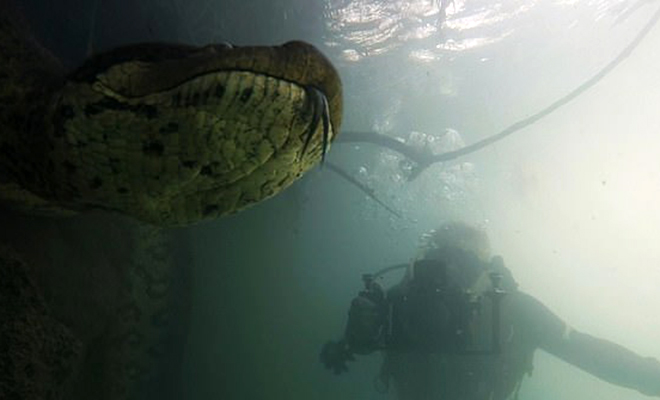 Дайвер изучал реку в Бразилии и заметил на дне большое бревно. Он присмотрелся и понял, что видит змею длиной с автобус Дайвер изучал реку в Бразилии и заметил на дне большое бревно. Он присмотрелся и понял, что видит змею длиной с автобус Культура