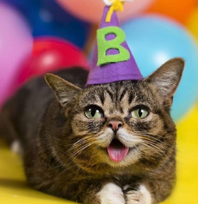 Кошка с колпаком