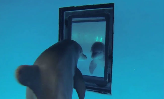 Дельфин проходит тест на интеллект: под воду опустили зеркало