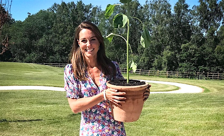 Сад со смыслом: Кейт Миддлтон посадила подсолнух согласно своему трогательному обещанию