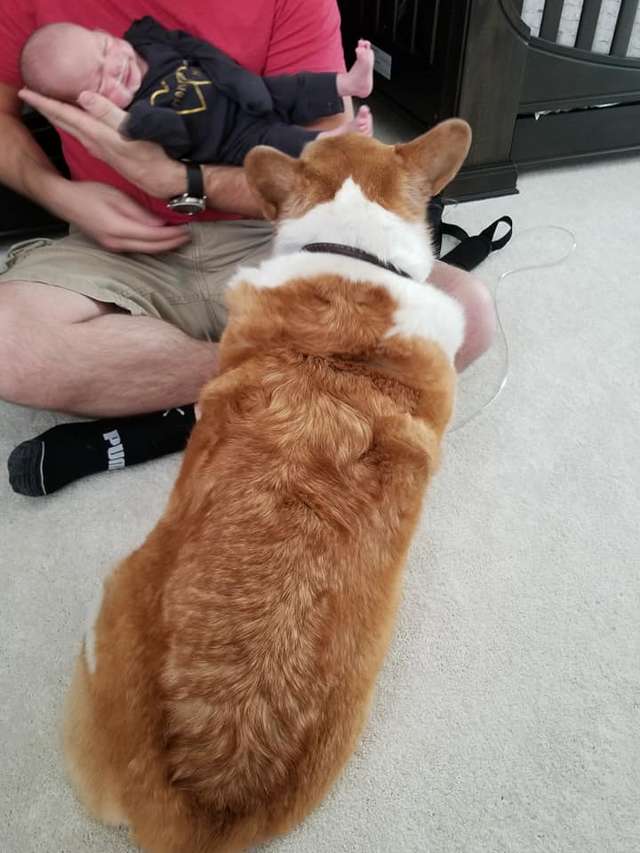 корги и ребёнок