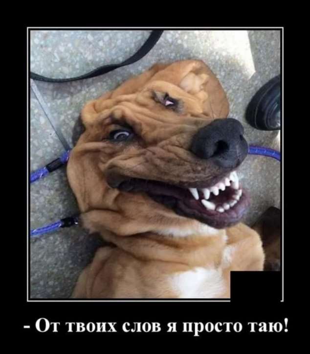 Демотиваторы про коронавирус с надписями. Подборка chert-poberi-dem-koronavirus-chert-poberi-dem-koronavirus-53310606042021-15 картинка chert-poberi-dem-koronavirus-53310606042021-15