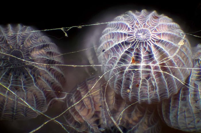 Moth Eggs In Spider Silk, Illinois, Image Of Destinction