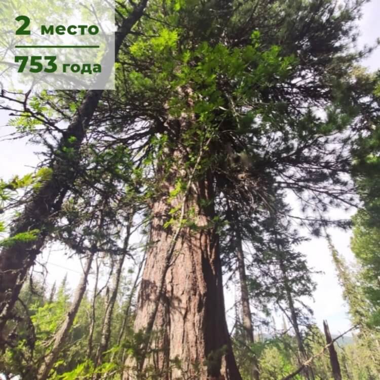 5 самых старых деревьев России деревья,рейтинги,Россия