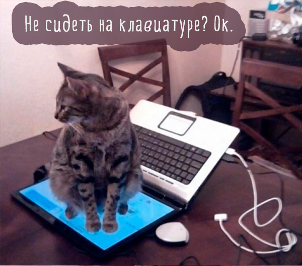 кошка сидит на экране ноутбука