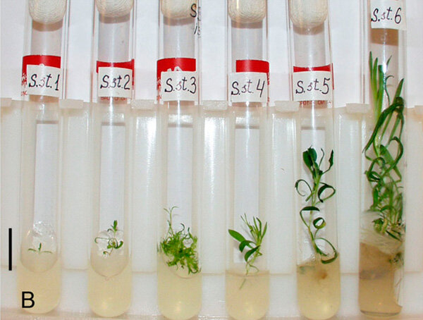 Источник: https://elementy.ru/novosti_nauki/431769/Rastsvelo_rastenie_prolezhavshee_v_vechnoy_merzlote_30_tysyach_let