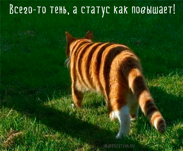 тень на кошку похожа на тигра тень на кошку похожа на тигра