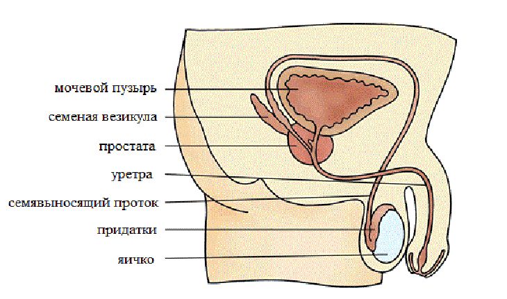 Мужская потенция: как её сохранить до старости здоровье,ЗОЖ,мужское здоровье,потенция