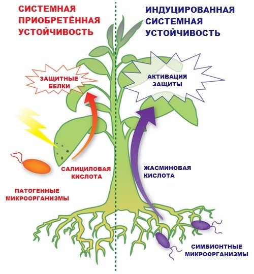 Механизмы растений. Иммунитет растений схема. Пассивный врожденный иммунитет растений. Устойчивость в физиологии растений. Теория иммунитета растений.