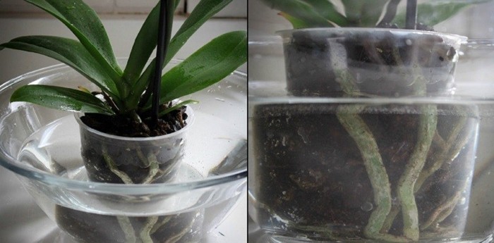 Чеснок — спасение для орхидей! комнатные растения